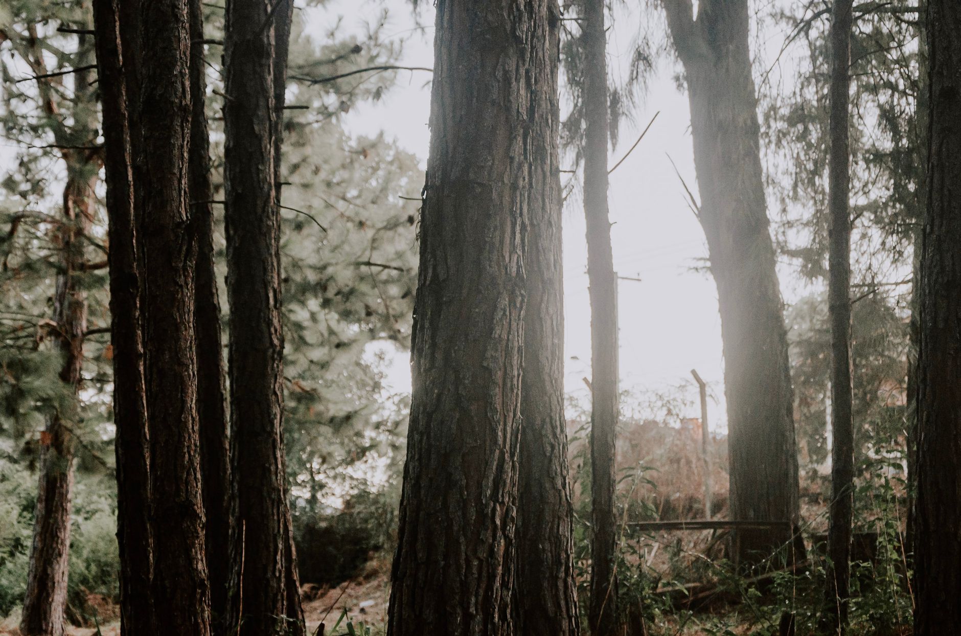 Terasa u hladu borova